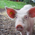 3 เมนูจากหมูสับ รสเด็ดอร่อยลืมจากเครื่องปั่น!
